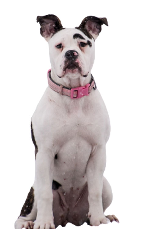boxer
