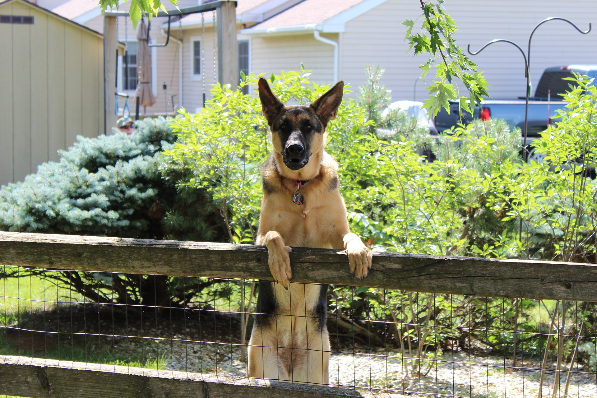 dog-1032612_1920