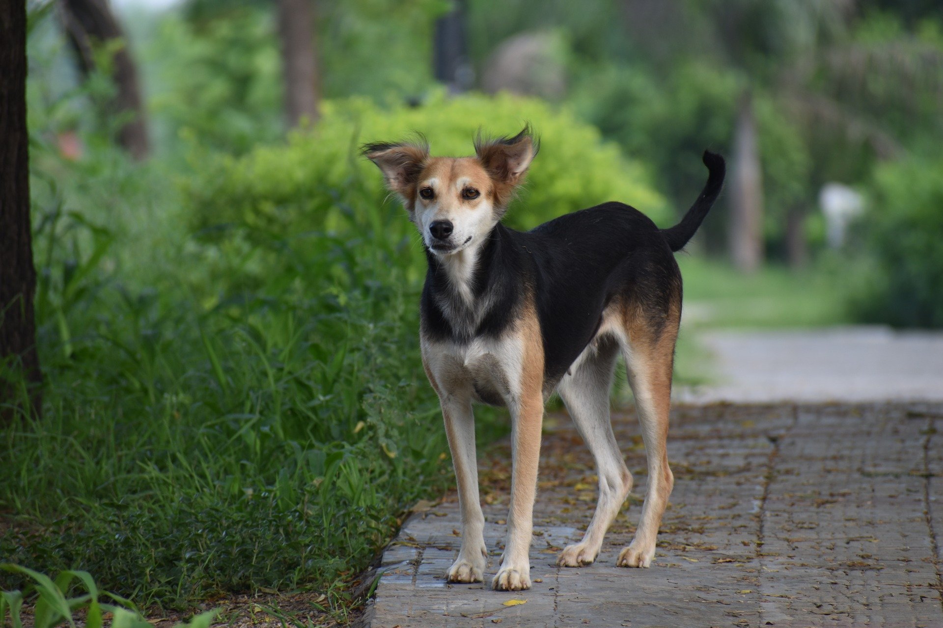 dog-2524814_1920(1)