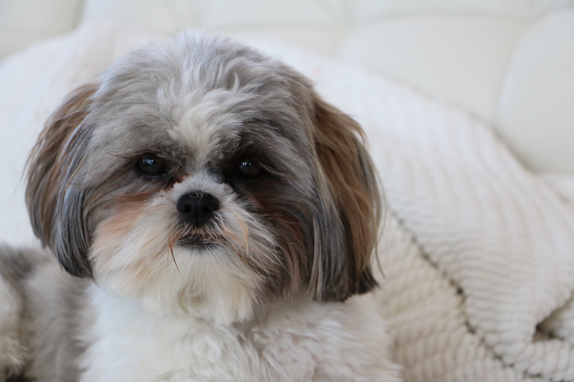 dog-g3f4f573f5_1920