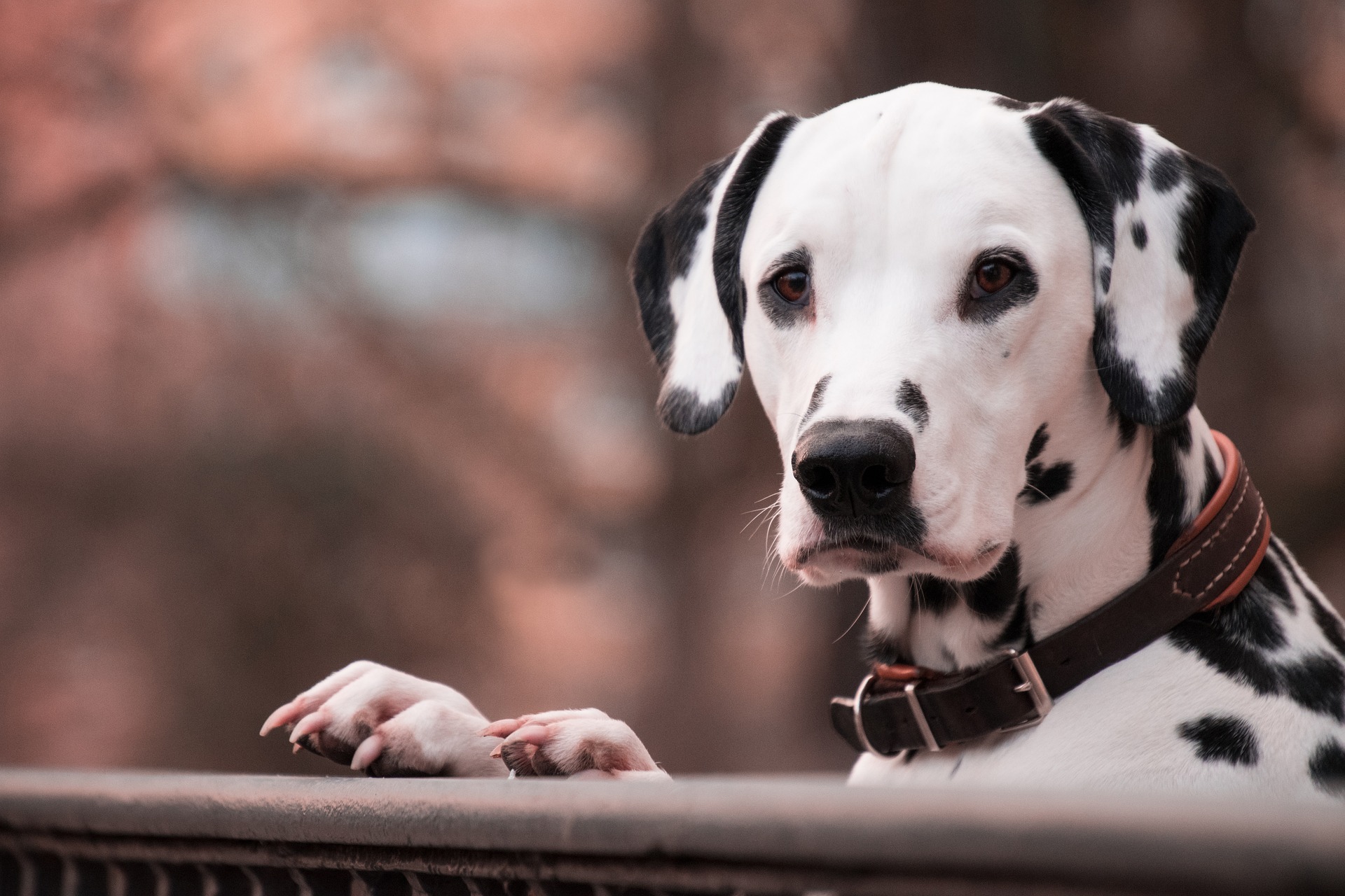 dog-g64c8db081_1920