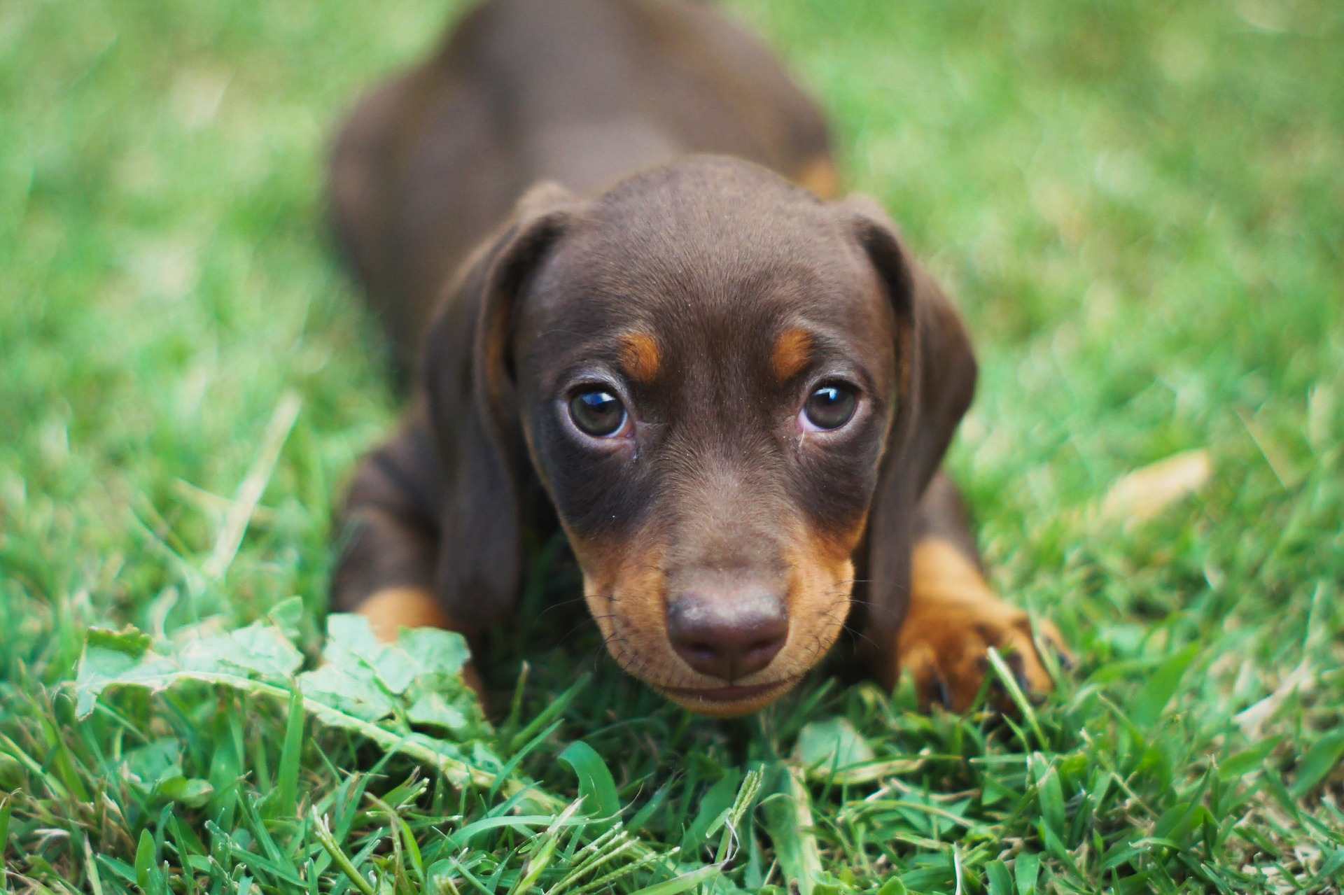 dog-g6d893c6a9_1920