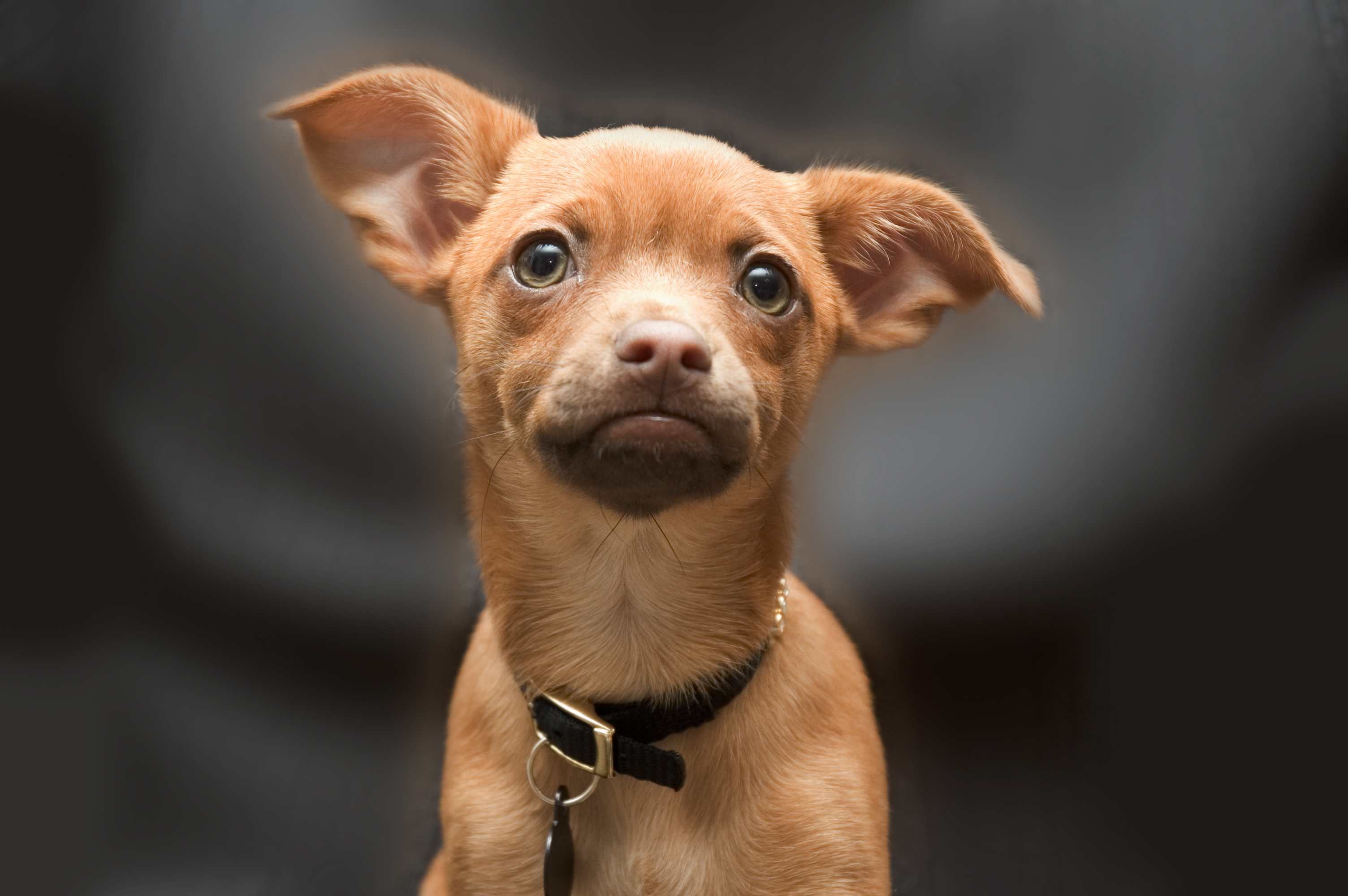puppy-1-1519401