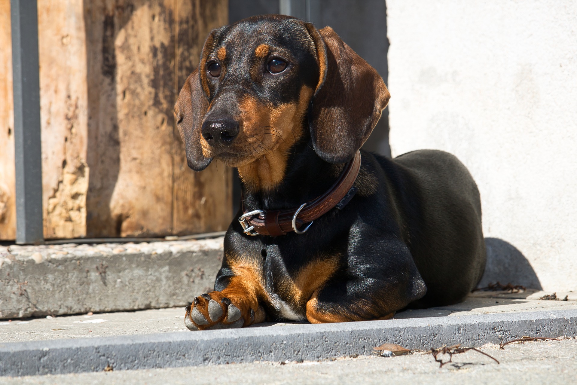 Dachshund v