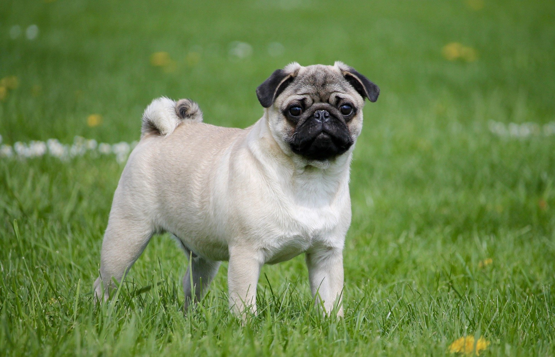 pug-2035675_1920(1)